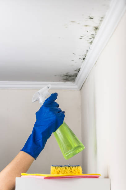 Best Mold Cleaning Services  in Crittenden, KY